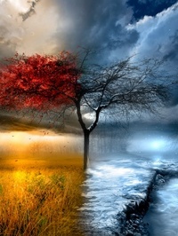 Colourful tree